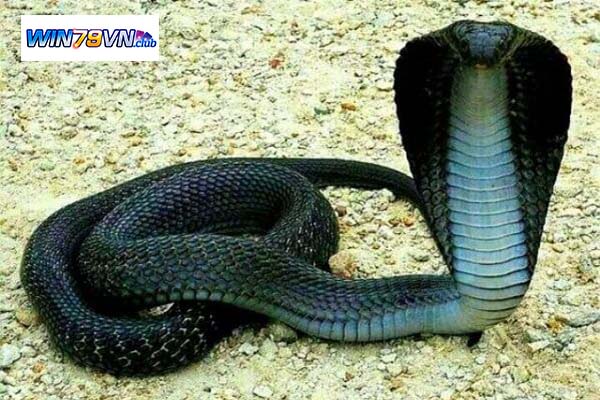 Quan niệm về rắn đen của một số quốc gia trên thế giới