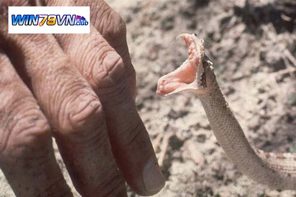 Mơ thấy rắn cắn vào tay đánh con gì?
